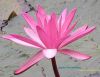 Flower_in_water.jpg
