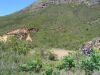 Franschoek1.jpg