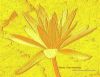 Mod3-Flower_in_water.jpg