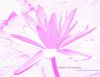 white-Flower_in_water.jpg